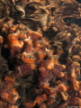 Bryozoan's cacretion just below the water
