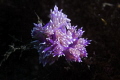 Flabellina Love Flabellina Love