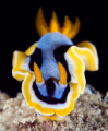 c. Quadricolour c. Quadricolour