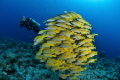Yellow Snappers..Fish Ball Yellow Snappers..Fish Ball
