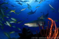 There is no shortage of clear blue water and color when diving in the Bahamas. There is no shortage of clear blue water and color when diving in the Bahamas.