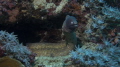 Mr Moray Mr Moray