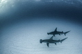 Here Take My Fin
Friendship comes in all shapes sizes and species. Here Take My Fin
Friendship comes in all shapes sizes and species.