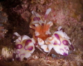 Harlequin shrimp at the Big Island in Hawaii taken with an Nikon D7000 and 60 mm Nikkon lens with Sea and Sea 110 alpha strobe Harlequin shrimp at the Big Island in Hawaii taken with an Nikon D7000 and 60 mm Nikkon lens with Sea and Sea 110 alpha strobe