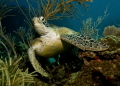 Emergence
Green sea turtle emerging through soft corals.