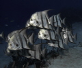 Spadefish School. 
A resident group of Atlantic Spadefish off the southwest tip of St. Croix