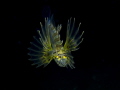 It was towards the end of the dive and I was heading back to shore when I spotted this beautiful yellow juvenile lionfish in mid water quite near the surface. For a lionfish, it was pretty friendly. At least for a while!