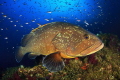 A Medes Island's big grouper with a lot of little fishes