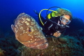 The Medes Islands friendly groupers with a diver