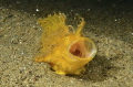 I was waiting about 60 minutes to take this pic of this Frogfish
