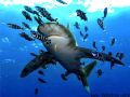 Oceanic White Tip making his final approach for landing...