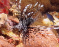 I always fascinated by Lionfish.