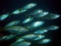 Close up on part of a school of bait fish off Gozo, using external epoque strobes.