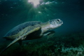 Green turtle - Mayotte