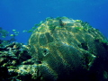 Captured pic while diving in Key Largo, Fl.  Using my Olympus camera and Ikelite housing