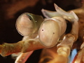Mantis eyes