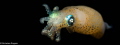 Yellow Pigmy squid (loliolus noctiluca) Black water diving!