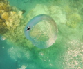 I has dived when snorkeling over divers below and I snapped a rising bubble which looked unusual. When I looked at it closer later that day I realised I captured a reflection of another snorkeler above me.