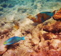 Red fish blue fish