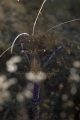 Pederson Cleaner Shrimp, fragile and delicate