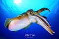 Cuttlefish showing a nice tentacle display.