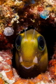 Blenny in its colorful home
