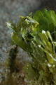 A green lettuce slug on a pine cone algae. Shut in Utila in 2015 with Nikon D610 and two external Sea&Sea strobes.