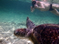 Swimming with a turtle