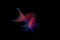 I was on a hunt for a front shot of a Squarespot Anthias and this is one of the results, what do you think???