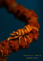 Whip Coral Shrimp - Pontonides ankeri