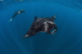 Manta Train / Mantas are plentiful and perform a magic dance in the waters off the coast Isla Mujeres.