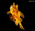 Was a very lucky shot when i saw this frog fish swimming up from the seabed.was taken with canon G16,Inon Z240 x 2 strobes.
