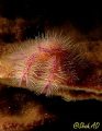 Hairy Squat Lobster,less than 2cm taken with canon G16,Fantasea Housing,Dual Z240 Inon Strobes and Nuaticam CMC Lens