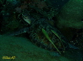A wide angle shot in Dim View of Turtle,Was Taken with Canon G16,Fantasea Housing,low setting in Inon Z240 x 2 strobes