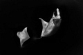 Manta magic / Manta rays off the coast of Isla Mujeres perform a striking show. Canon 5DMIII, Nauticam housing, Canon 8-15mm fisheye @15mm, Zen 230 dome port