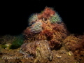 cuttlefish shot in limited visibility babbacombe u.k
