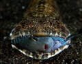Clearfin Lizardfish (Synodus dermatogenys) predating on Juvenile Acanthuridae, right moment, right time
