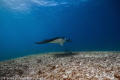 Manta ray glides over the bottom whilst feeding in the current