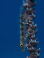 Goby on whip coral