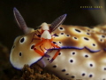 Give me a break
Imperial shrimp (Periclimenes imperator) on Hypselodoris tryoni