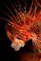 This lionfish was having an afternoon yawn !