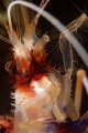 Getting up close & really personal with a cleaner shrimp.
