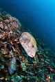 Pufferfish of Gili Meno Island