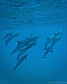 Small group of spinner dolphins who play few minute with me in free diving