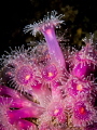A beautiful cluster of our vivid pink jewel anemones.