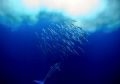 Feeding time.
A Stripe Marlin free swiming feeding on Japaneese Sardines