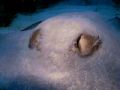 This Southern Stingray looks as if he would be saying 