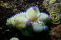 Chromodoris aureopurpurea Mating