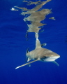 Oceanic White Tip Shark and Surface Reflections