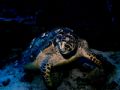 This turtle decided he was friendly and posed for this shot. I took this photo off of Playa Del Carmen in 2004. I used my Sealife Camera with a single strobe.